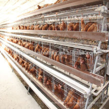 Hühnerkäfig für Geflügelfarm für Nigeria Hühnerkäfig